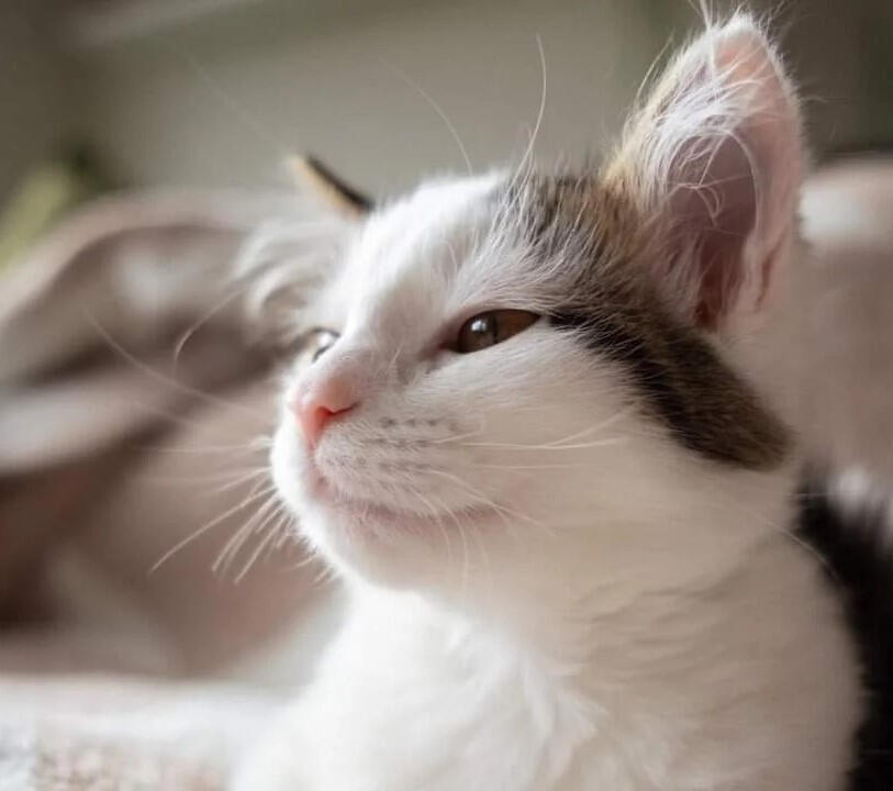 Supporting Cat Rescue