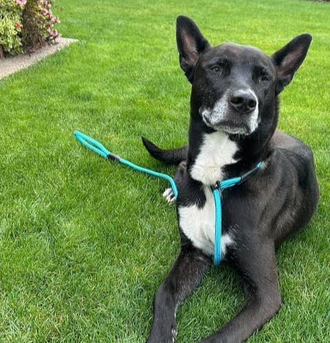 Supporting Lost Dog Recovery