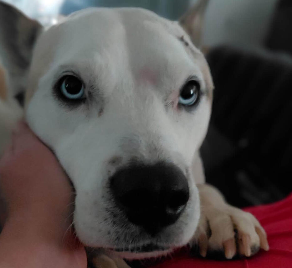 Supporting Dog Rescue