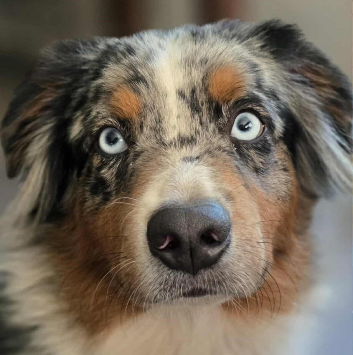 Ozzy says hi!